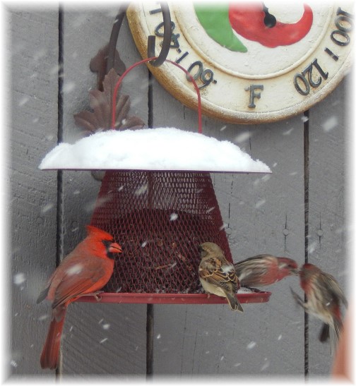 Birds feeding in snow 1/6/15