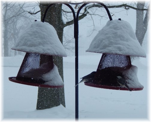 Birds feeding during snow storm 3/14/17