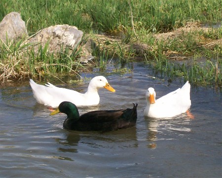 Blended duck family