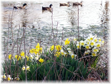 Blooms and mallards