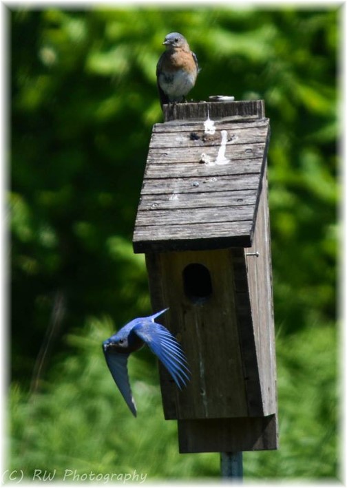 Bluebirds (photo by Robyn Waugh)