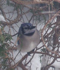 Bluejay in snow 2/10/10