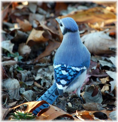 Bluejay on leaves (Photo by Doris High)