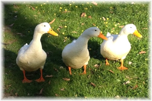 Cameron Estate duck family 4/24/14)