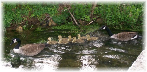 Canada Geese family on Donegal Creek 5/3/11