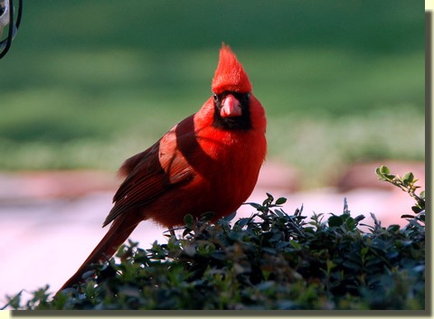 Cardinal (photo by Doris High)