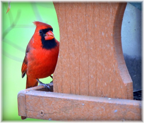 Cardinal (photo by Doris High)