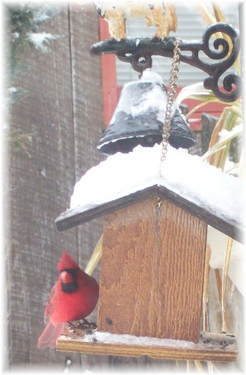 Cardinal at feeder in snow (1/18/11)