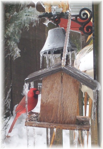 Cardinal at feeder 2/2/11