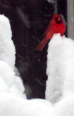 Cardinal in snow 2/10/10