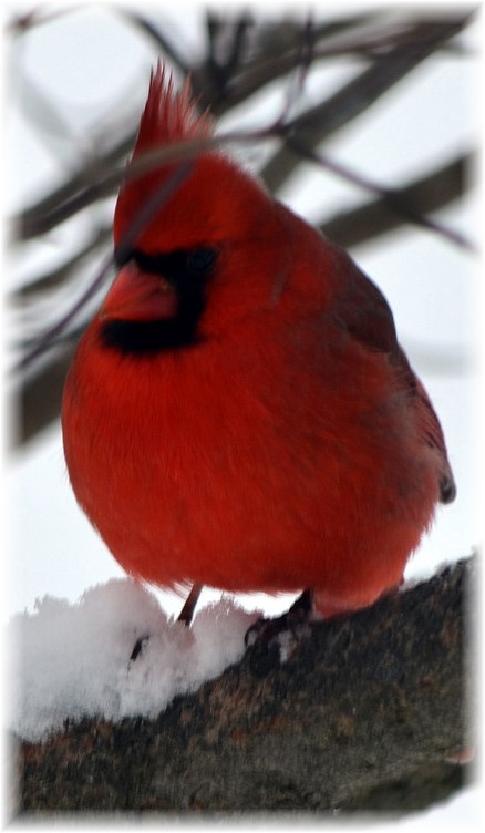 Cardinal in snow (Photo by Doris High)