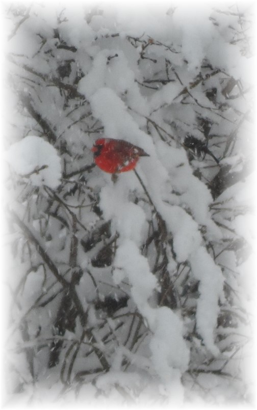 Cardinal in snowy tree 2/4/14