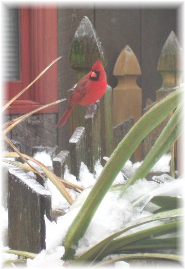 Cardinal on fence in snow (1/18/11)
