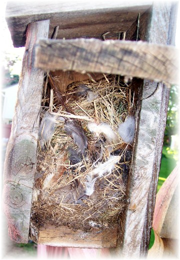 Nest in birdhouse 5/9/11