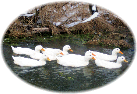 Donegal Creek duck family