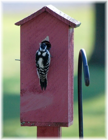 Downy woodpecker (photo by Doris High)