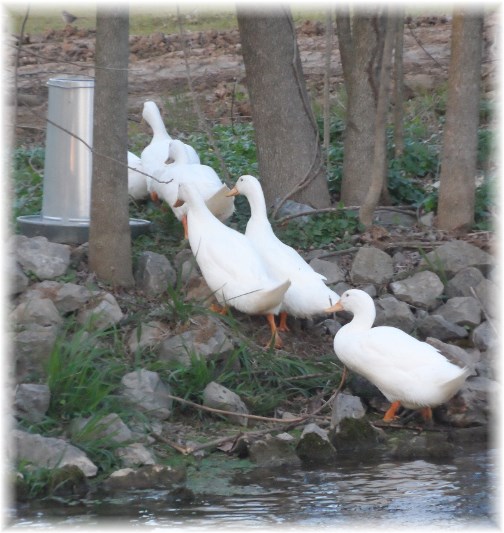 Donegal Creek ducks 4/24/13