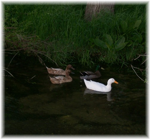 Donegal Creek ducks 5/5/11