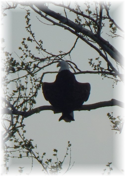 Eagle along Susquehanna River 5/3/15
