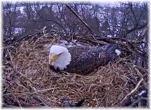 Eagle nest (Image courtesy of Pennsylvania Game Commission, HDOnTap and Comcast Business)