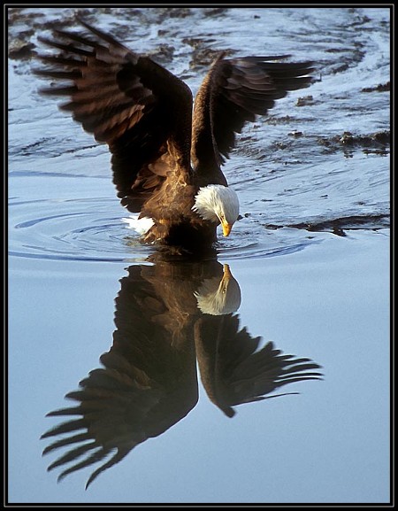 Eagle reflection (photographer unknown)