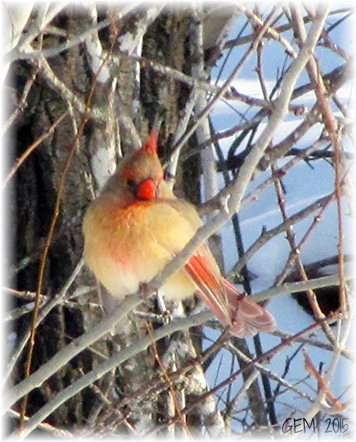 Female cardinal (Photo by Georgia)