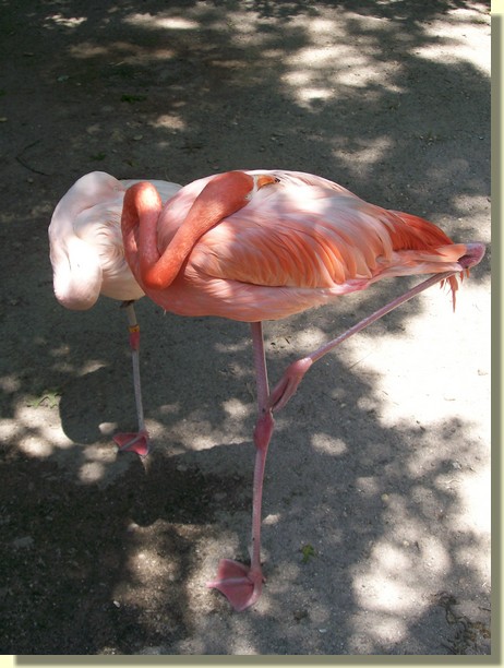 Flamingoes at Cape May Zoo 7/14/09