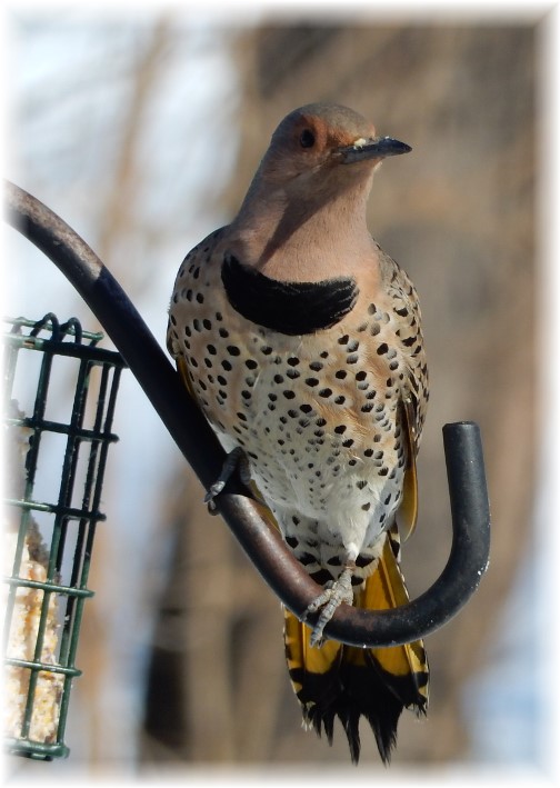 Flicker photo by Marion Barber 2/11/16 (Click to enlarge)