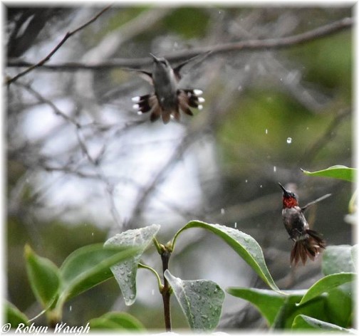 Flying birds (photo by Robyn Waugh)