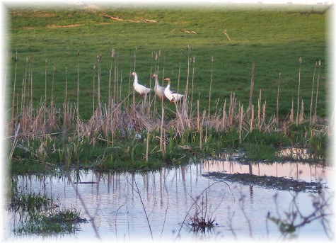 Geese across Donegal Creek