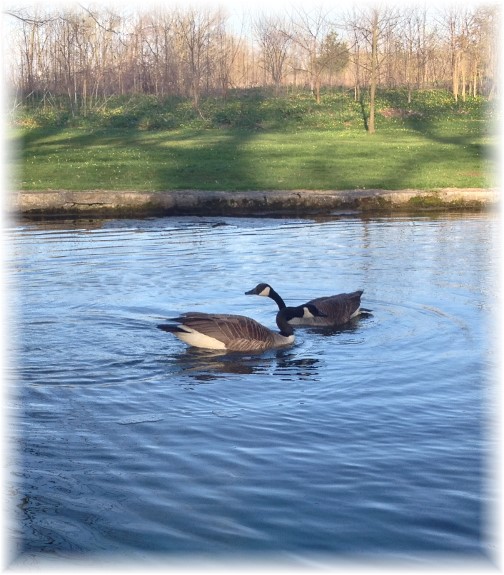 Geese couple 4/20/14