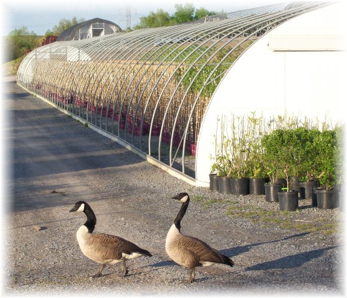 Geese at Eaton Farms tree farm 4/20/12