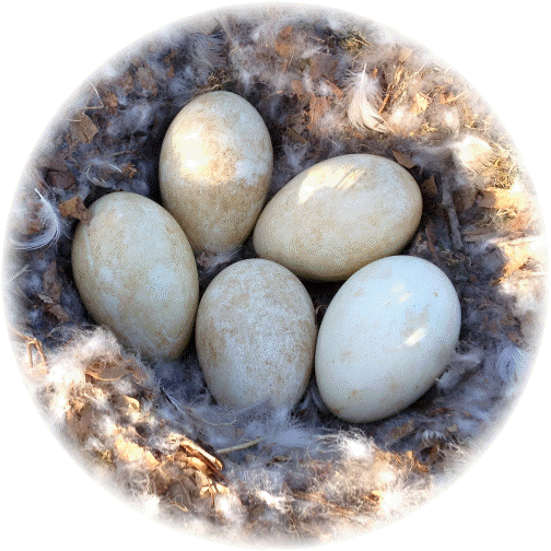 Geese eggs 4/20/14