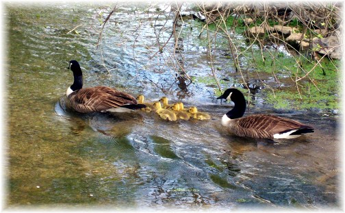 Geese Family on Donegal Creek 4/17/12