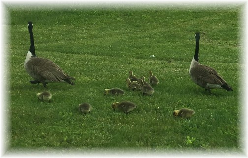 Geese family 5/12/17