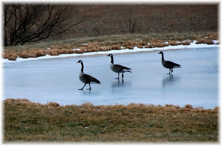 Canadian geese on ice (photo by Doris High)