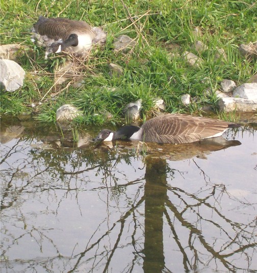 Geese pair 4/14/12