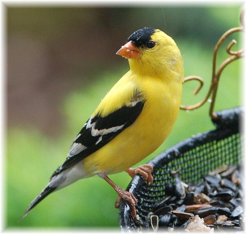 Gold finch (photo by Doris High)