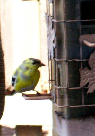 Photo of Goldfinch 3/31/09