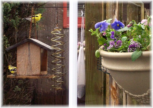 Gold Finches 4/12/11