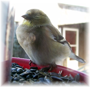 Goldfinch closeup