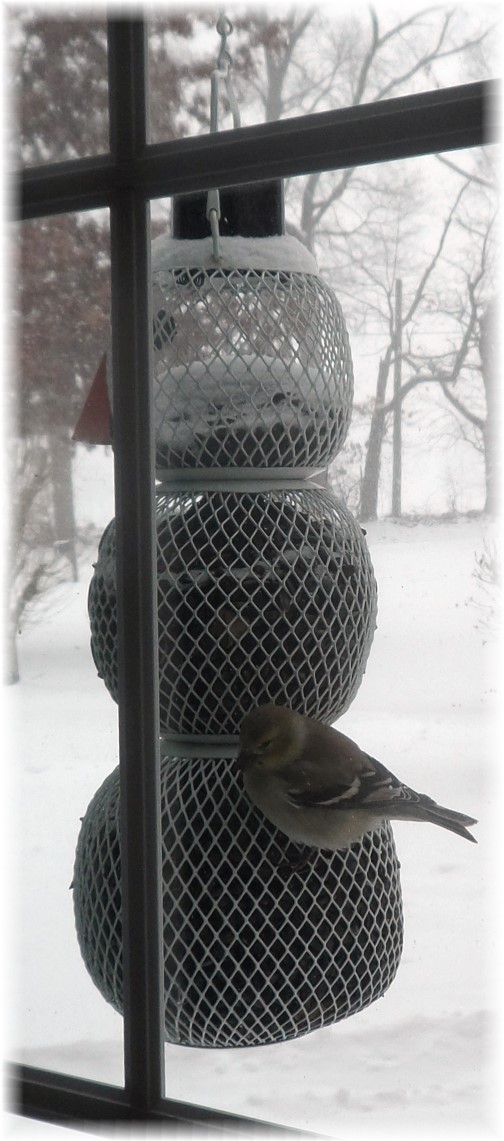 Goldfinch feeding in snow 1/21/14
