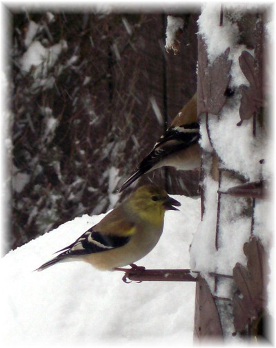 Goldfinches in snow 2/10/10
