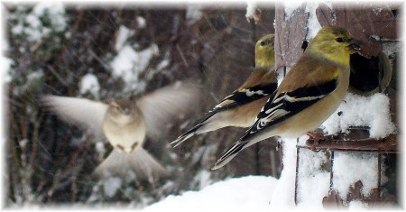 Gold finches in snow (Click for larger view)