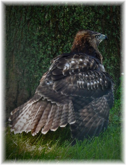 Hawk with prey near front yard oak 8/22/17 (Ester Weber)