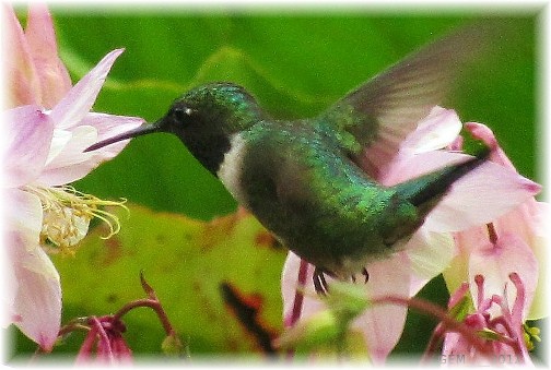 Hummingbird (photo by Georgia)