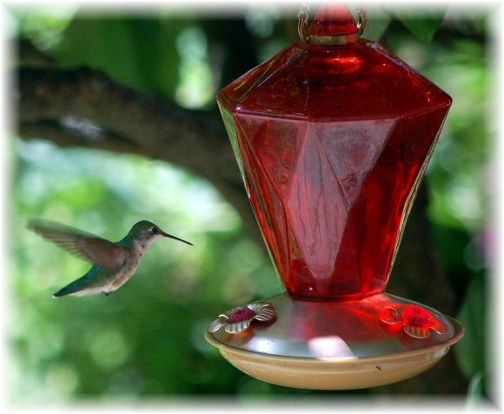 Hummingbird at feeder (Doris High)