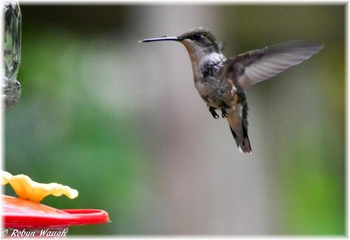 Hummingbird (photo by Robyn Waugh) (Click to enlarge)