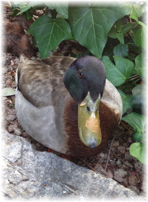 Riverwalk hungry duck 4/30/14