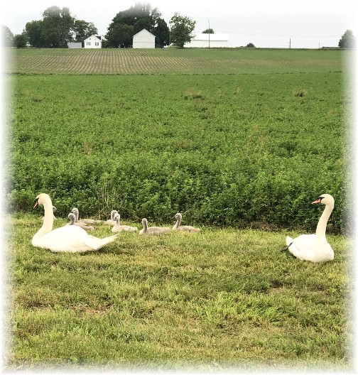 Geese family, Lancaster County, PA 5/28/18